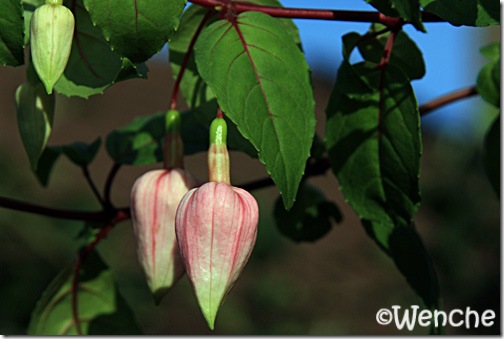 Natasha Sinton | Wenches Fuchsia